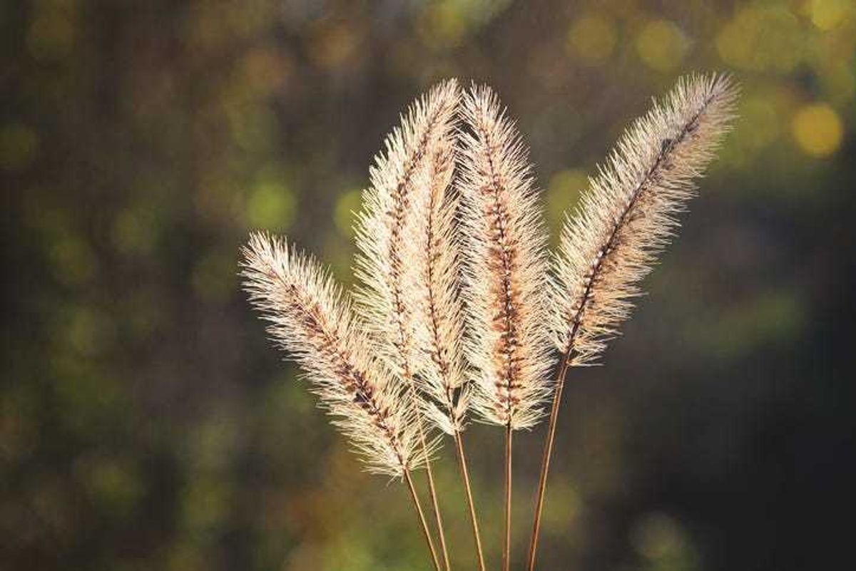 Foxtail plant