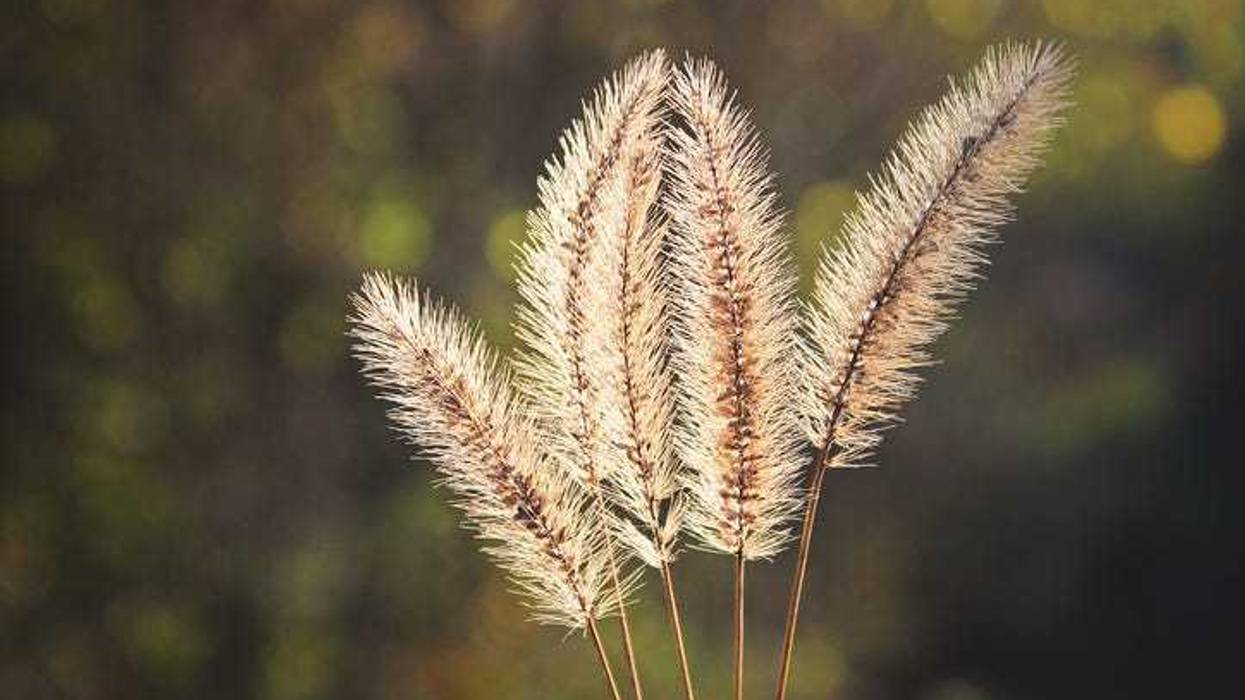 Foxtail plant