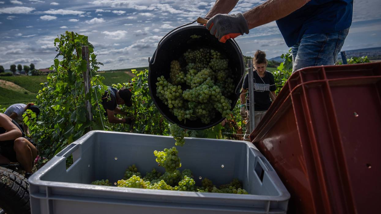 France Champagne Harvest