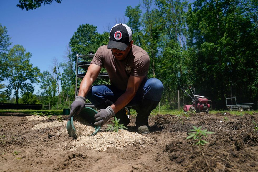 Frank Popolizio of Homestead Farms and Ranch helps to plant marijuana for the adult recreational market at his farm in Clifton Park, N.Y., Friday, June 3, 2022