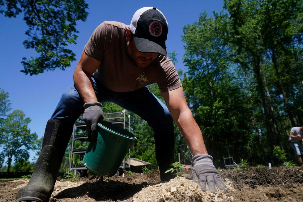 Frank Popolizio of Homestead Farms and Ranch helps to plant marijuana for the adult recreational market at his farm in Clifton Park, N.Y., Friday, June 3, 2022