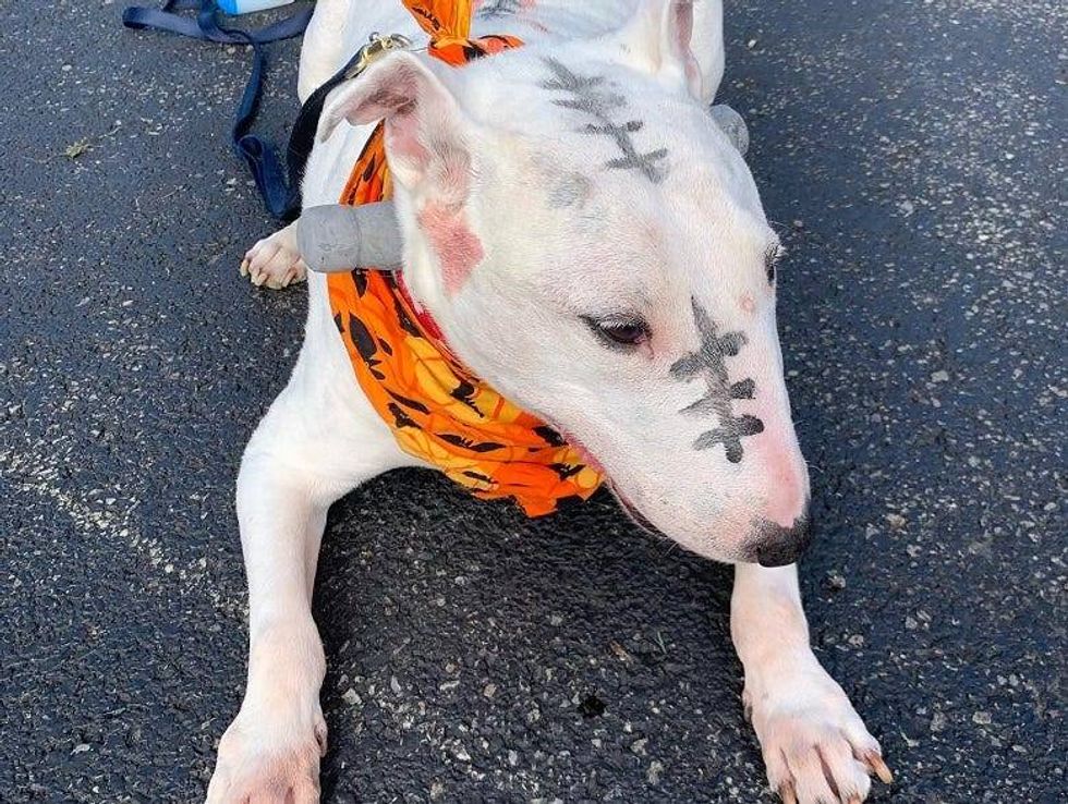 Frankenstein dog