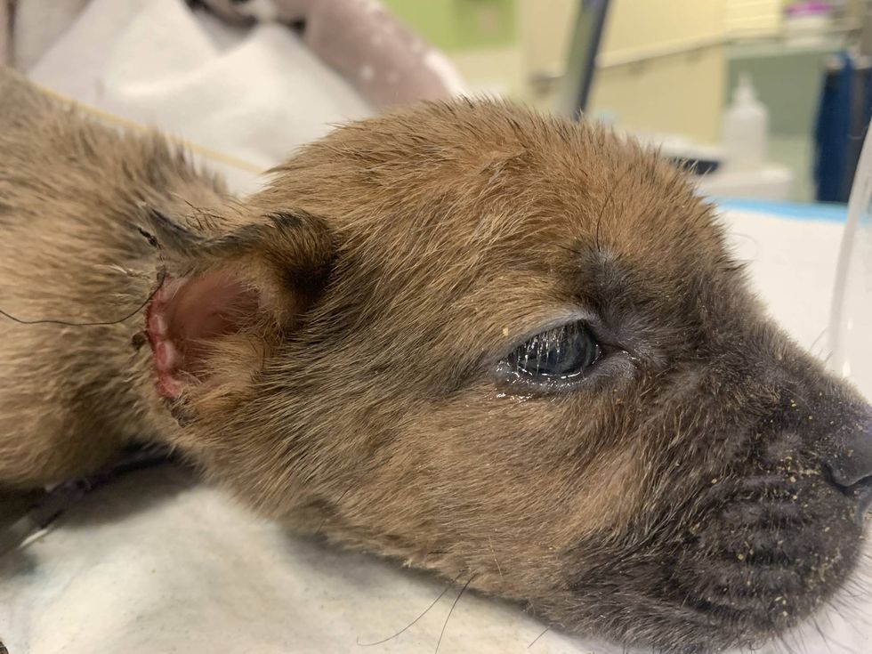 Fred, a cane corso whose ears were mutilated before being abandoned at an emergency veterinary hospital.
