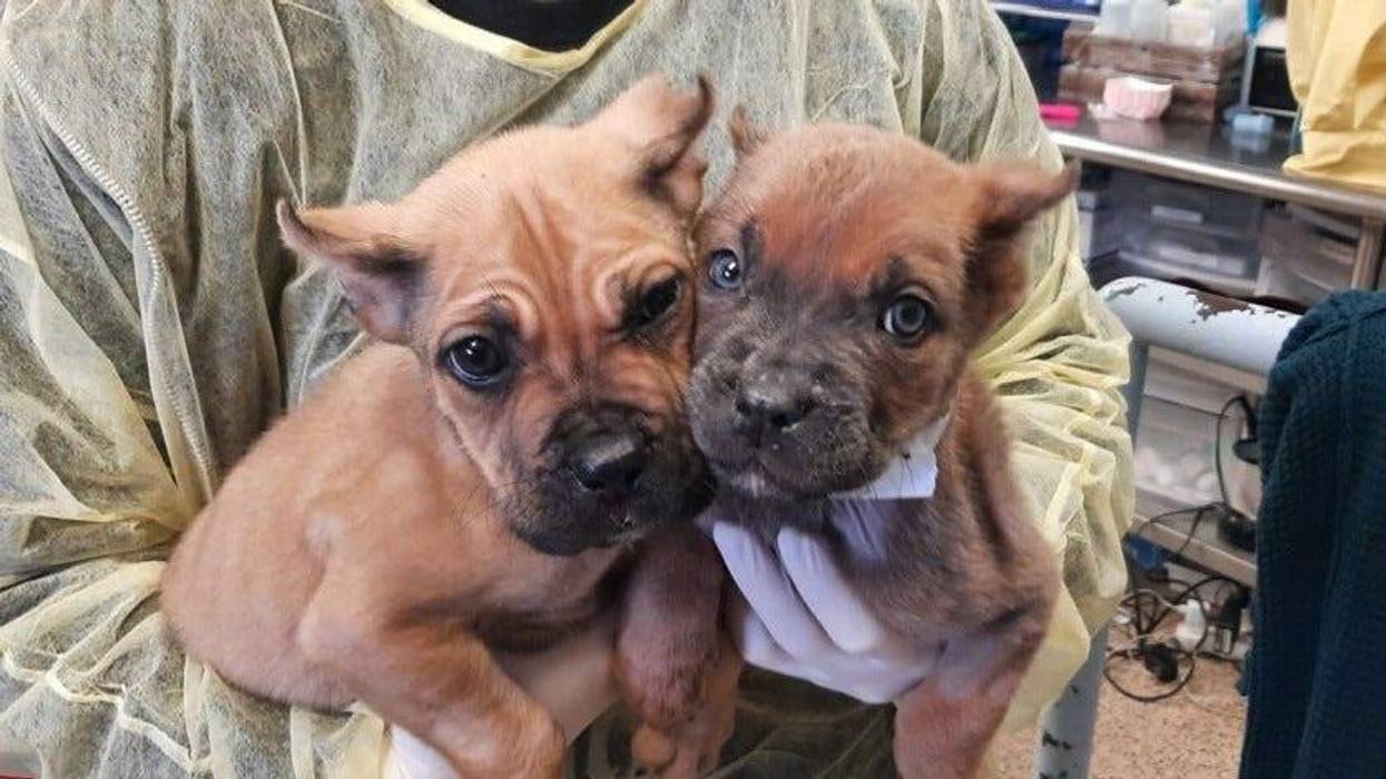 Fred and Ethel, a pair of cane corso dogs abandoned at an emergency veterinary hospital after being mutilated, the PSPCA said.