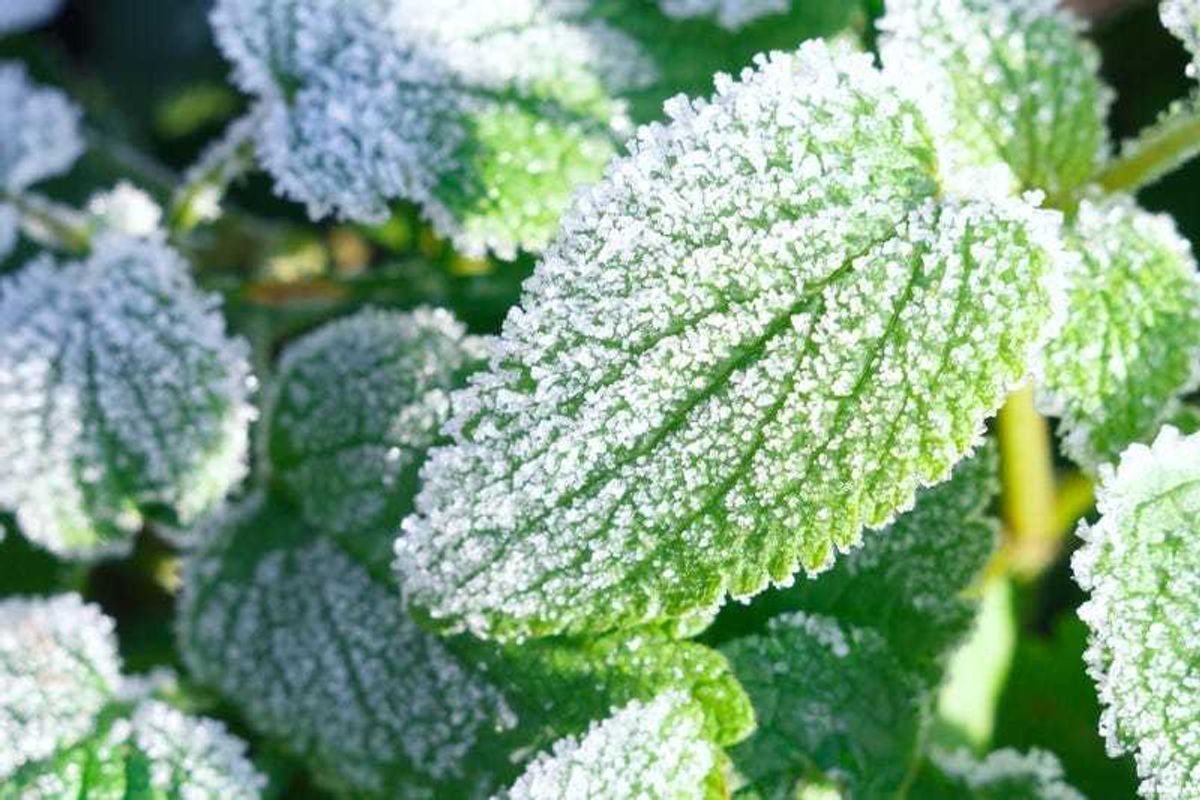 Freezing Weather, Plants