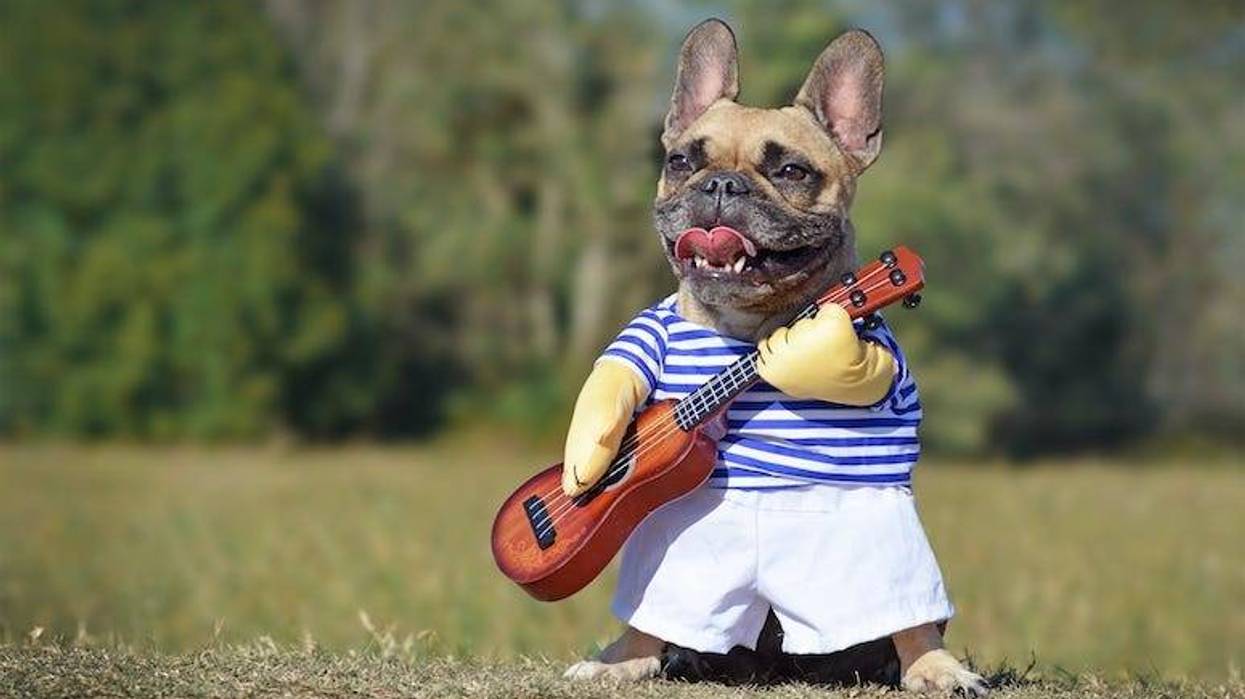 French Bulldog, Dog, Costume, Musician, Guitar