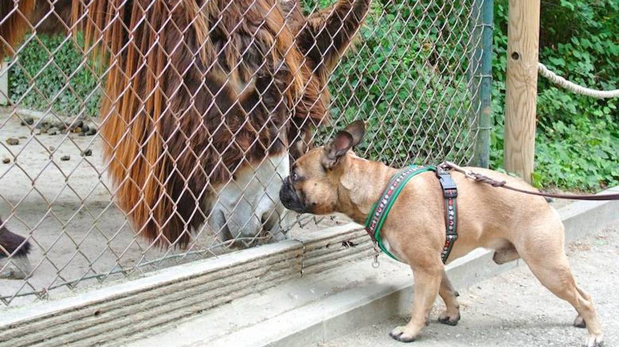 French bulldog meeting a donkey through a fence at a zoo