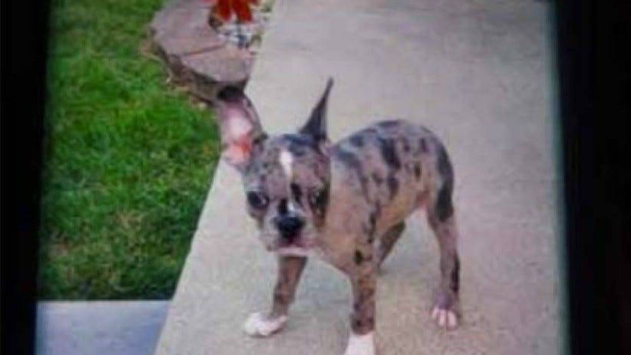 French Bulldog puppy