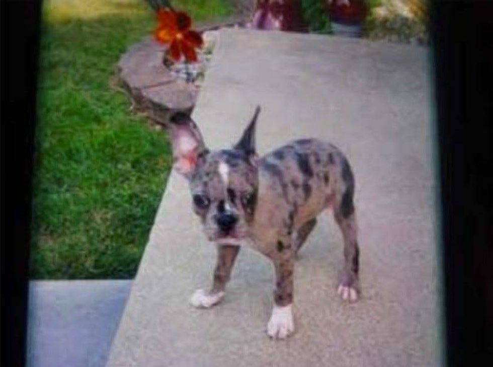 French Bulldog puppy