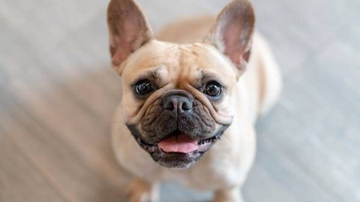 French bulldog smiling at the camera