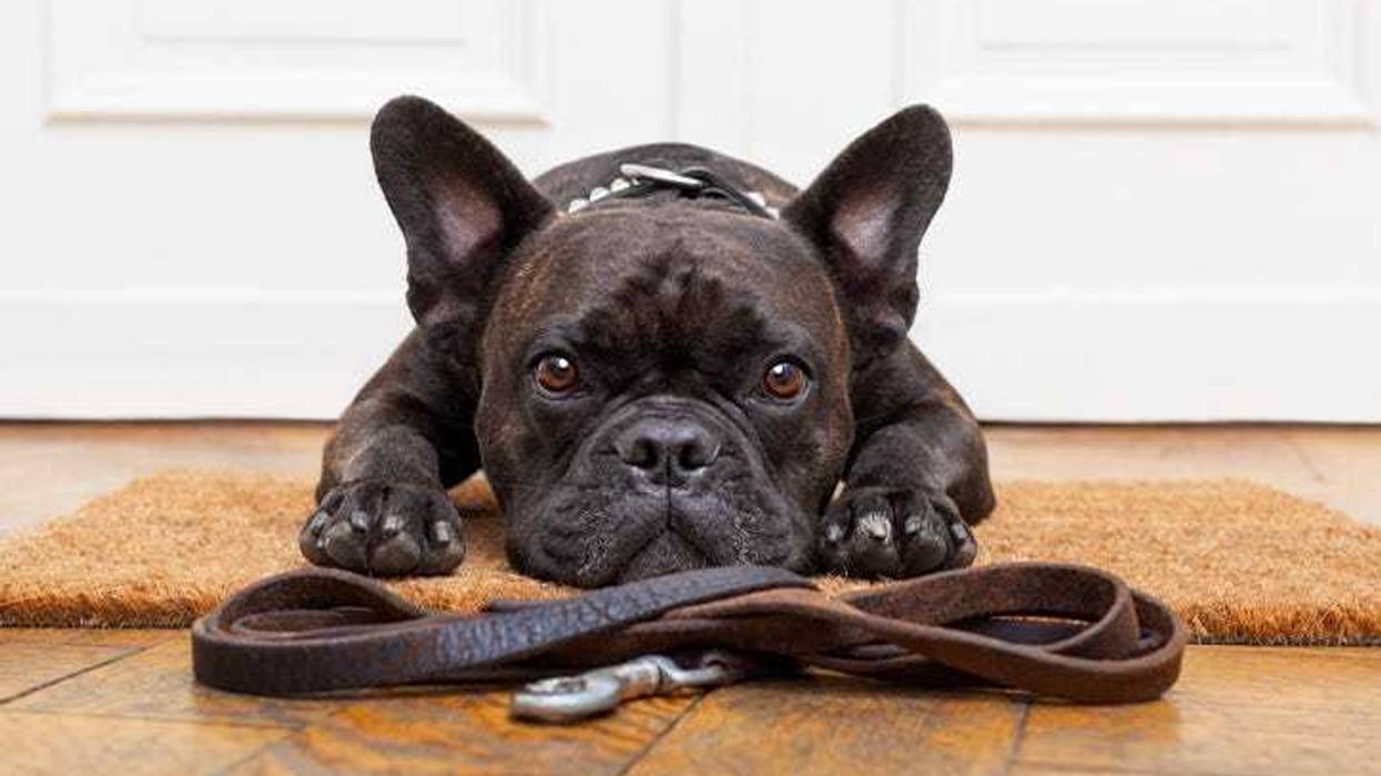 French bulldog