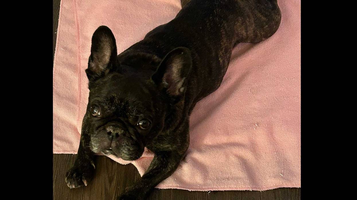 French bulldog