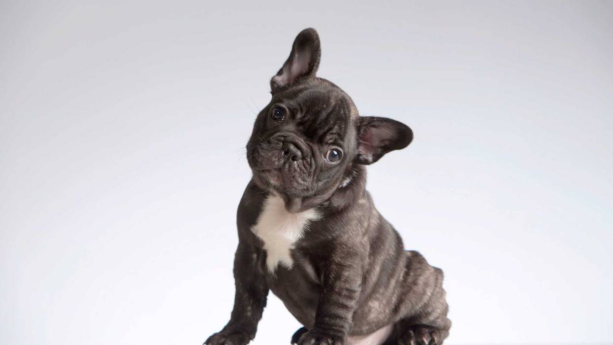 French bulldog