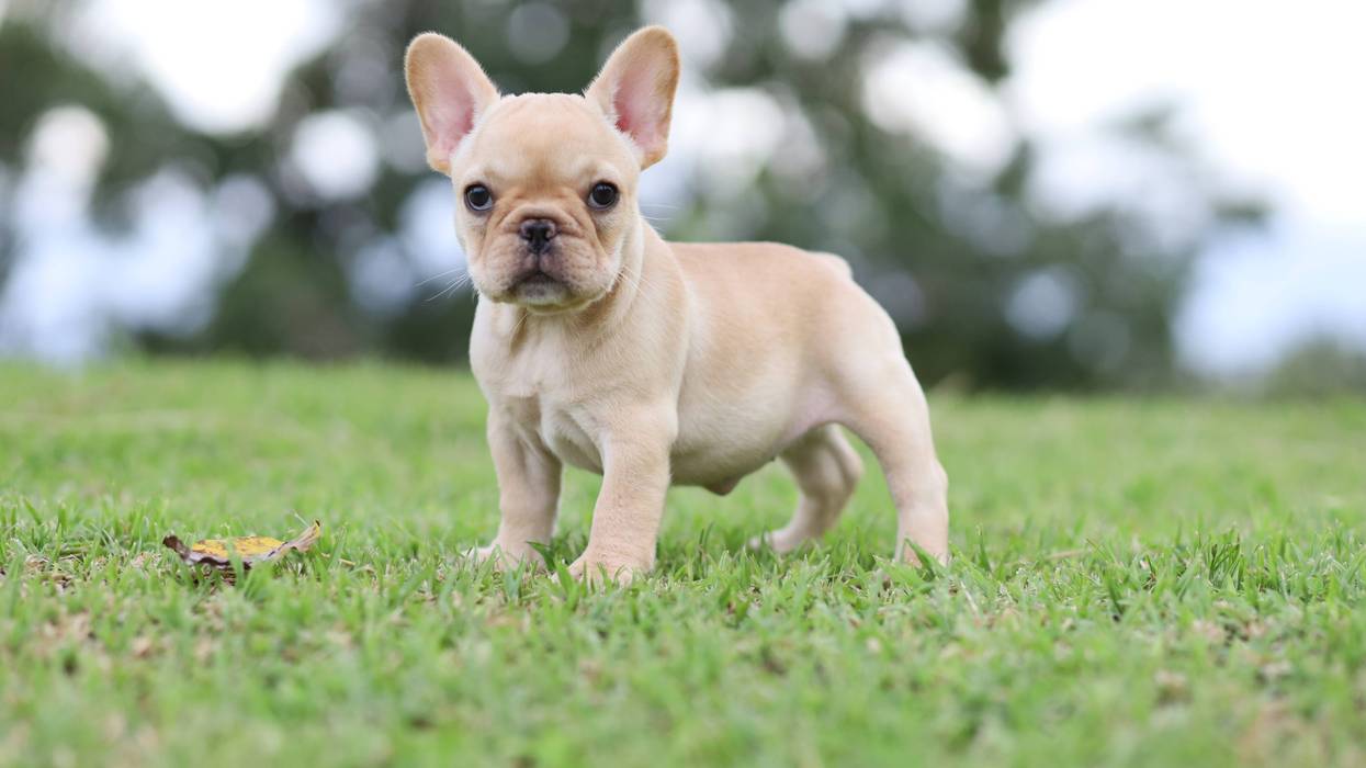 French Bulldog