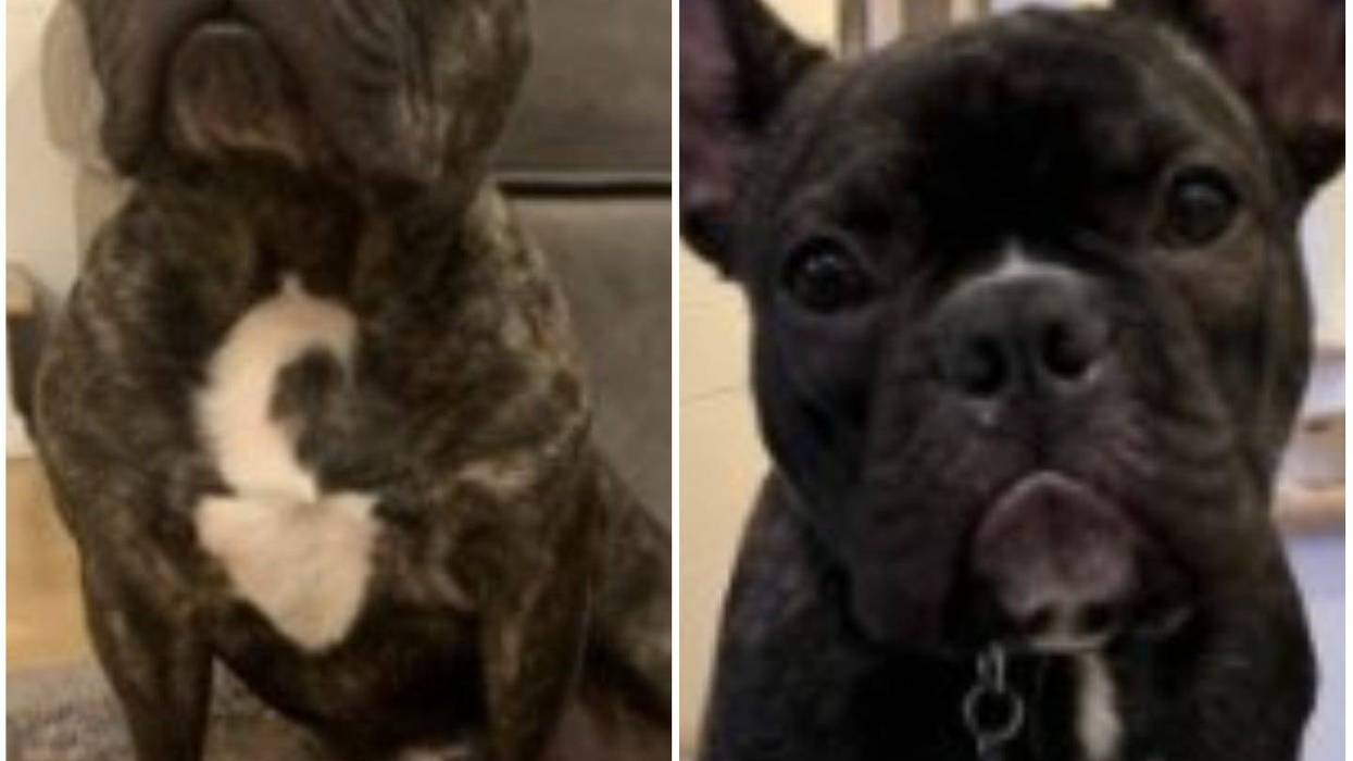 french bulldogs