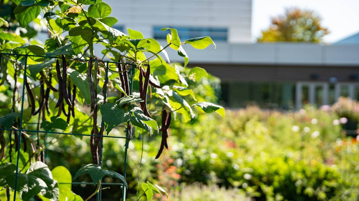 Fresh beans grow on trellises outside the DePaul College Prep building