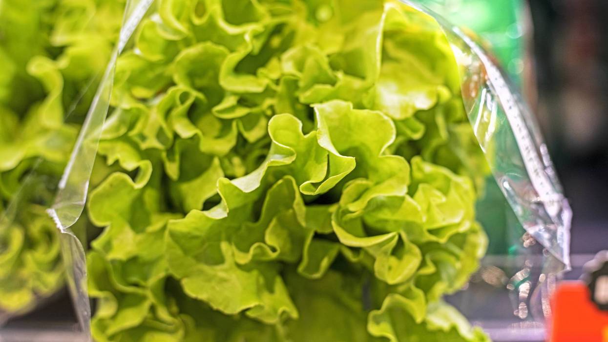 Fresh green curly lettuce in clear plastic packaging.