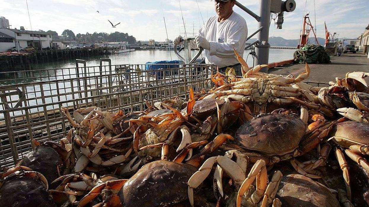 Freshly caught crab is seen in a bin after being unloaded from a boat on the first day of dungeness crab season November 15, 2006 in San Francisco, California.