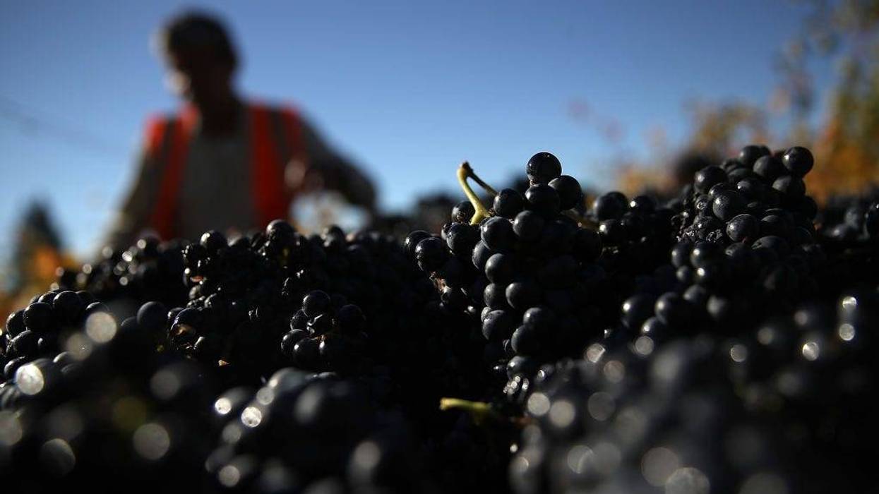 Freshly picked Syrah grapes sit in a bin during a harvest operation on October 25, 2017 in Kenwood, California.