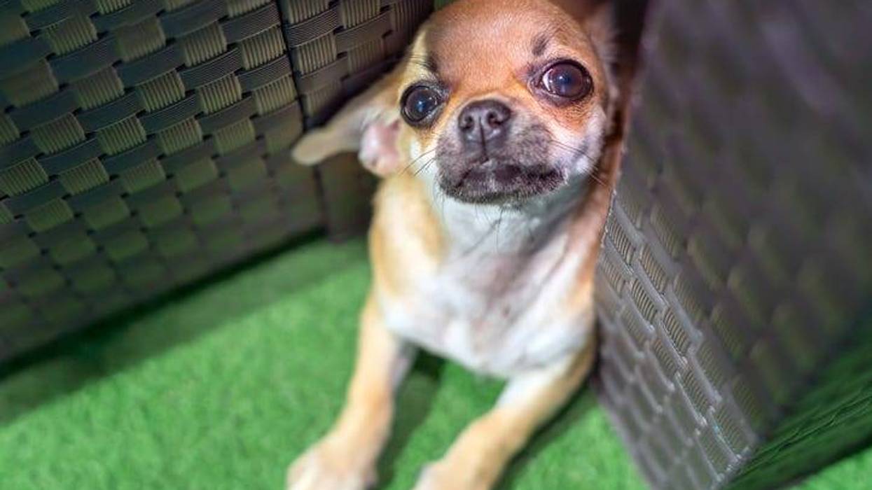 Friendly puppy chihuahua playing hide and seek.