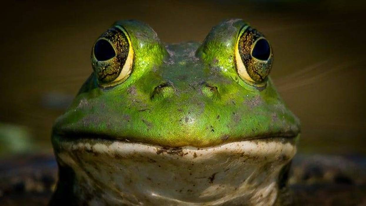 Frog Ears