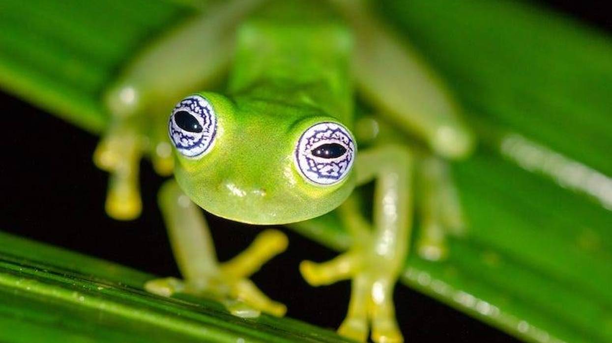 Frog, Tree, Staring, Huge Eyes, Ghost Glass Frog