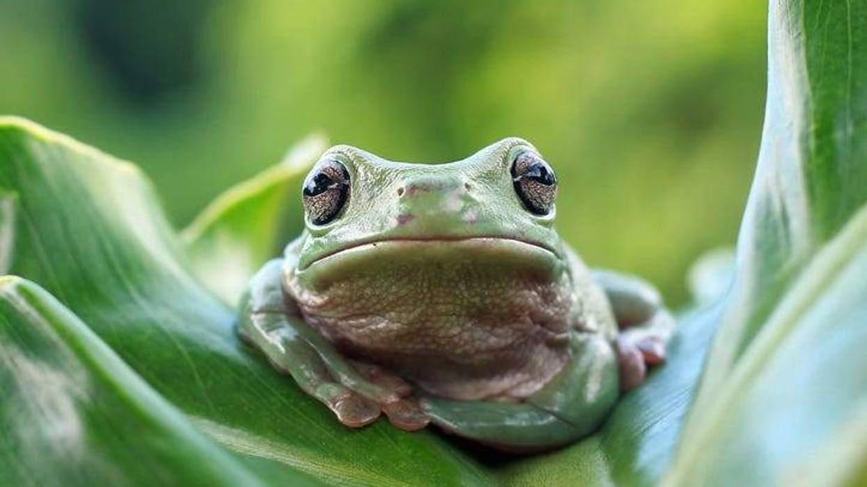 Frog