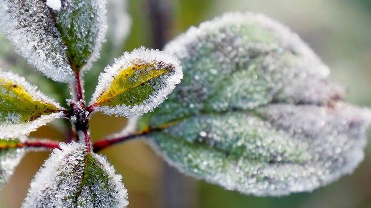 FROSTED PLANTS