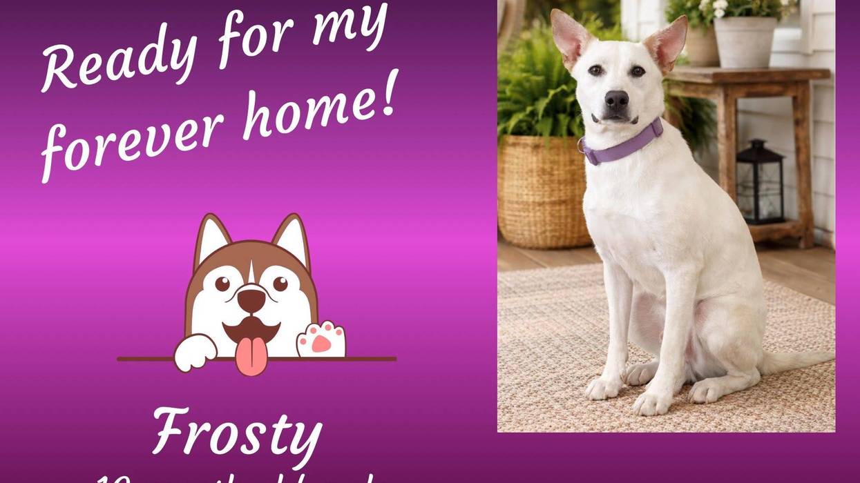 Frosty, a year old large white mixed breed dog, confident, looking straight at camera