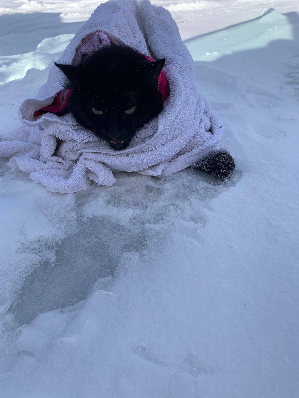 frozen cat rescued