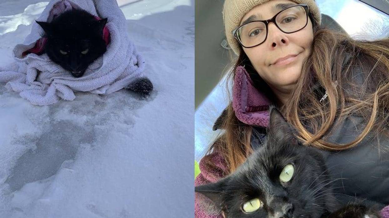 frozen cat rescued