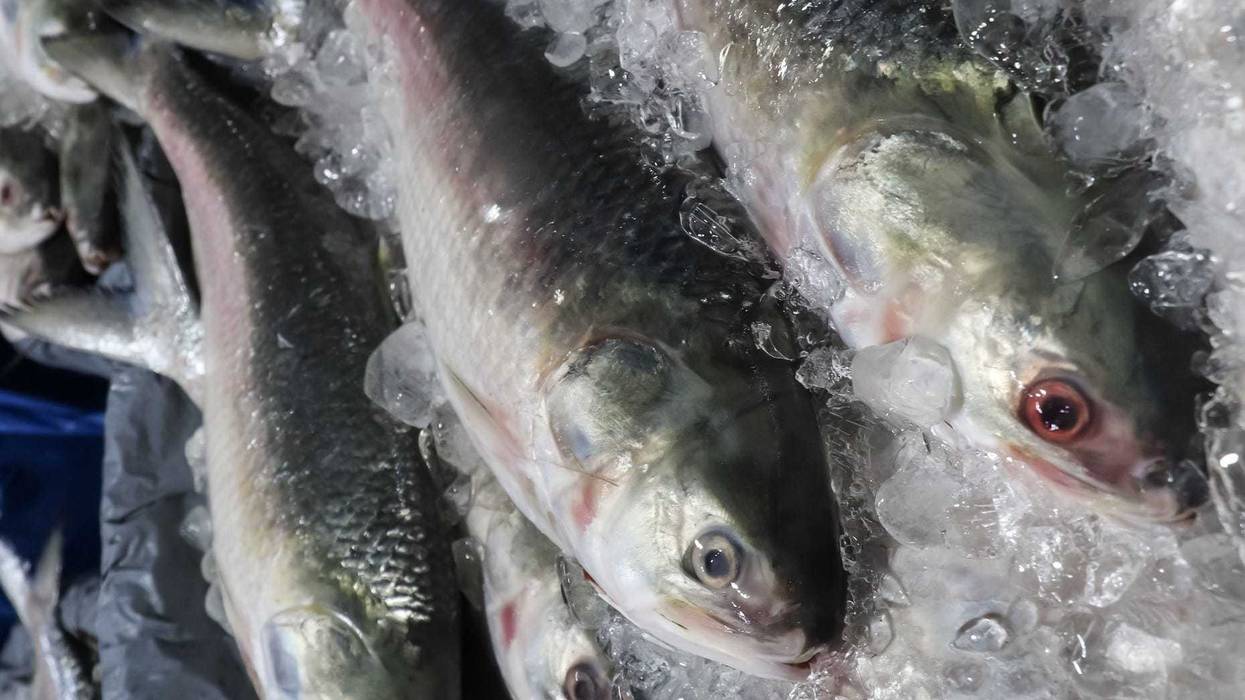 Frozen hilsa fish for sale