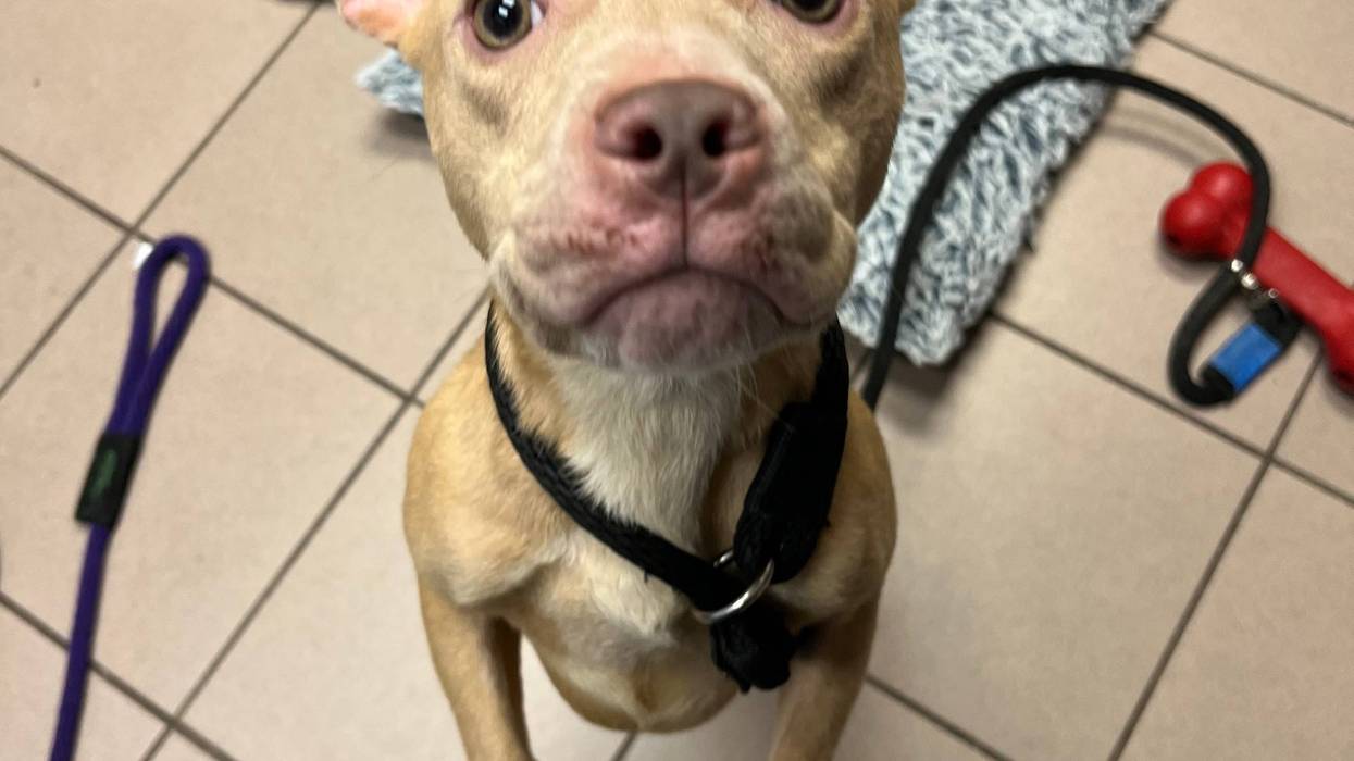 Fudge Brownie - Pet of the Week