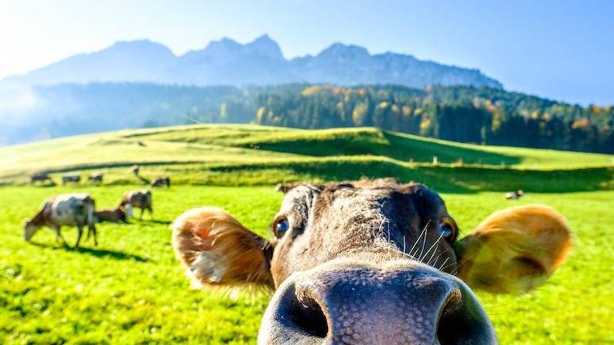 Funny Cow, Field, Mountain