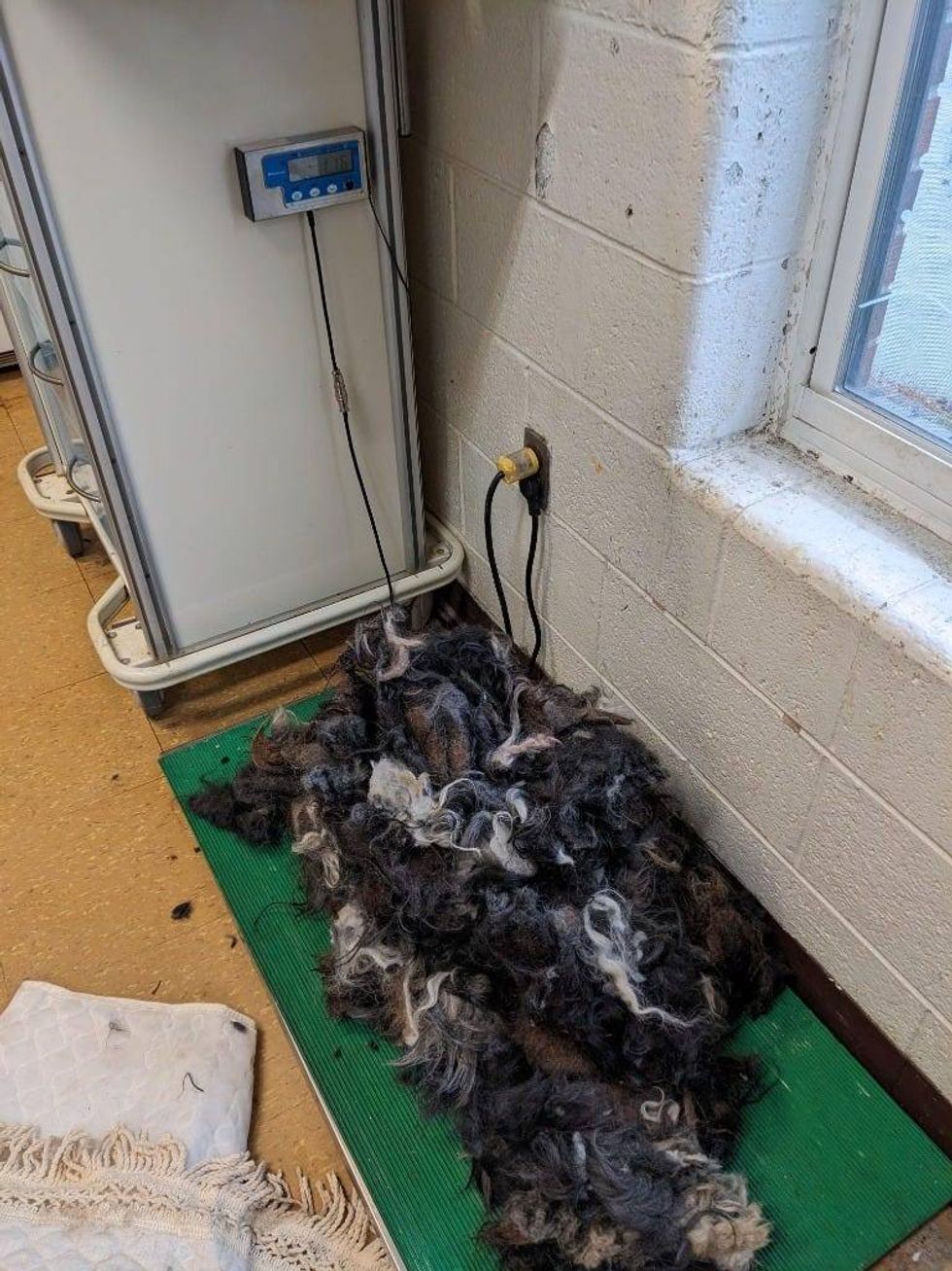 Fur shaved off Reggae