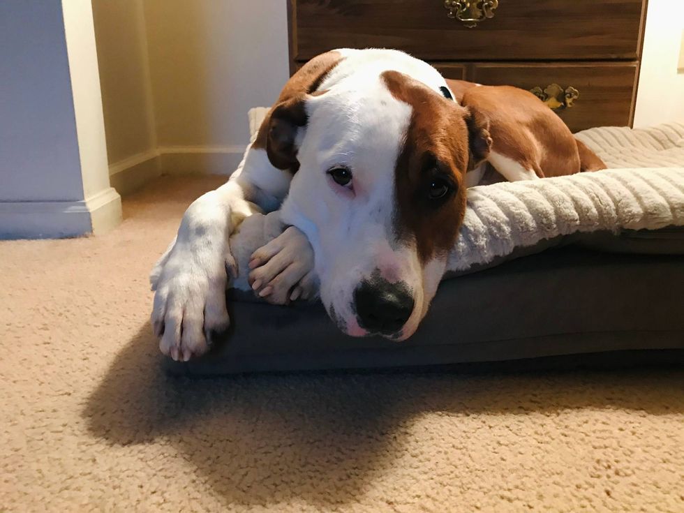 furry friday pet of the week rocky adopt vbspca
