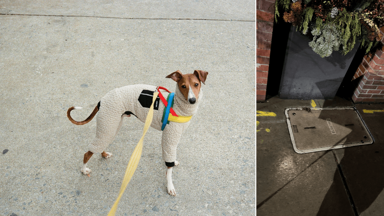 Gabe Dell said his Italian greyhound Vinny (left) was shocked after stepping on an electrical plate cover (right) near North 23rd and Cherry streets on Jan. 9, 2026.