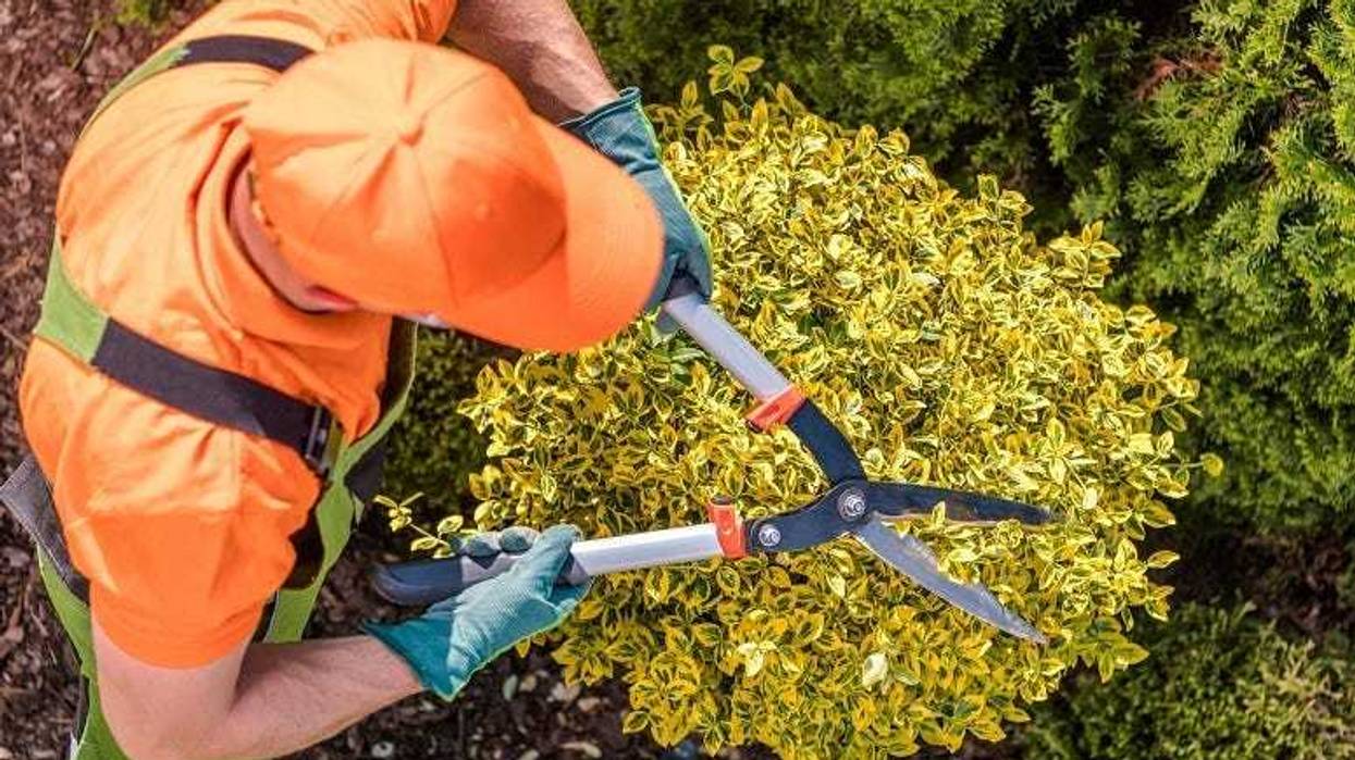 Gardener Shaping Plants