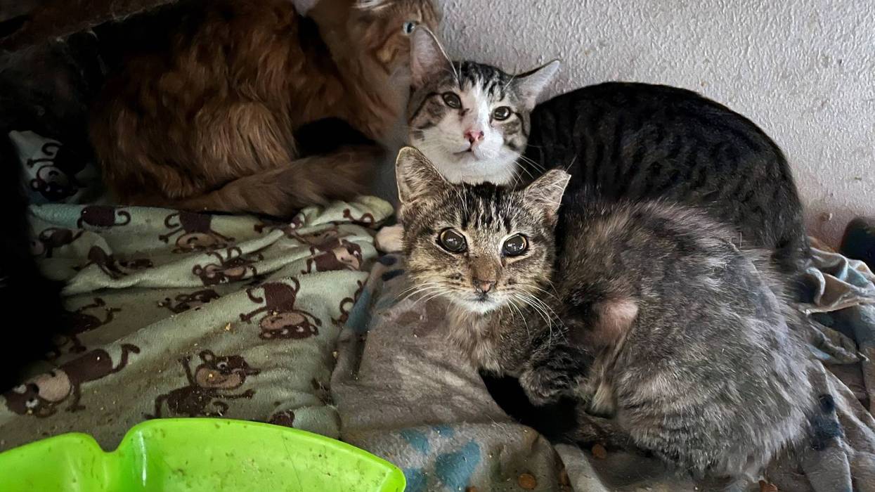 Garland Animal Services has removed 64 cats from a single home in what officials are calling the largest seizure in the department's history