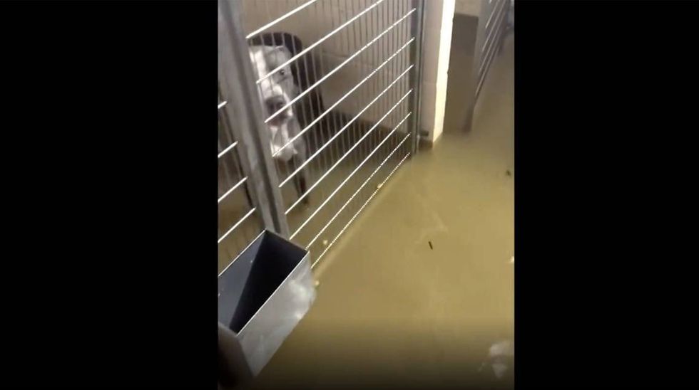 Gateway Pet Guardians