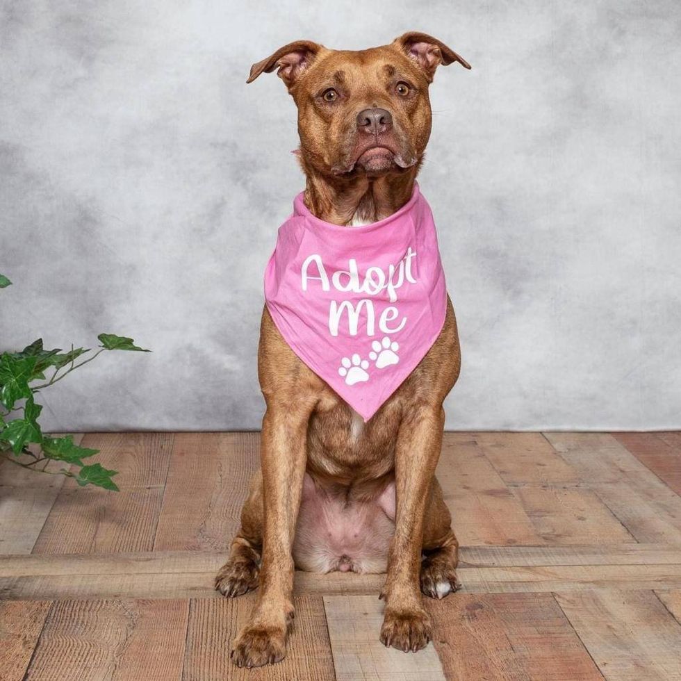 Gateway Pet Guardians