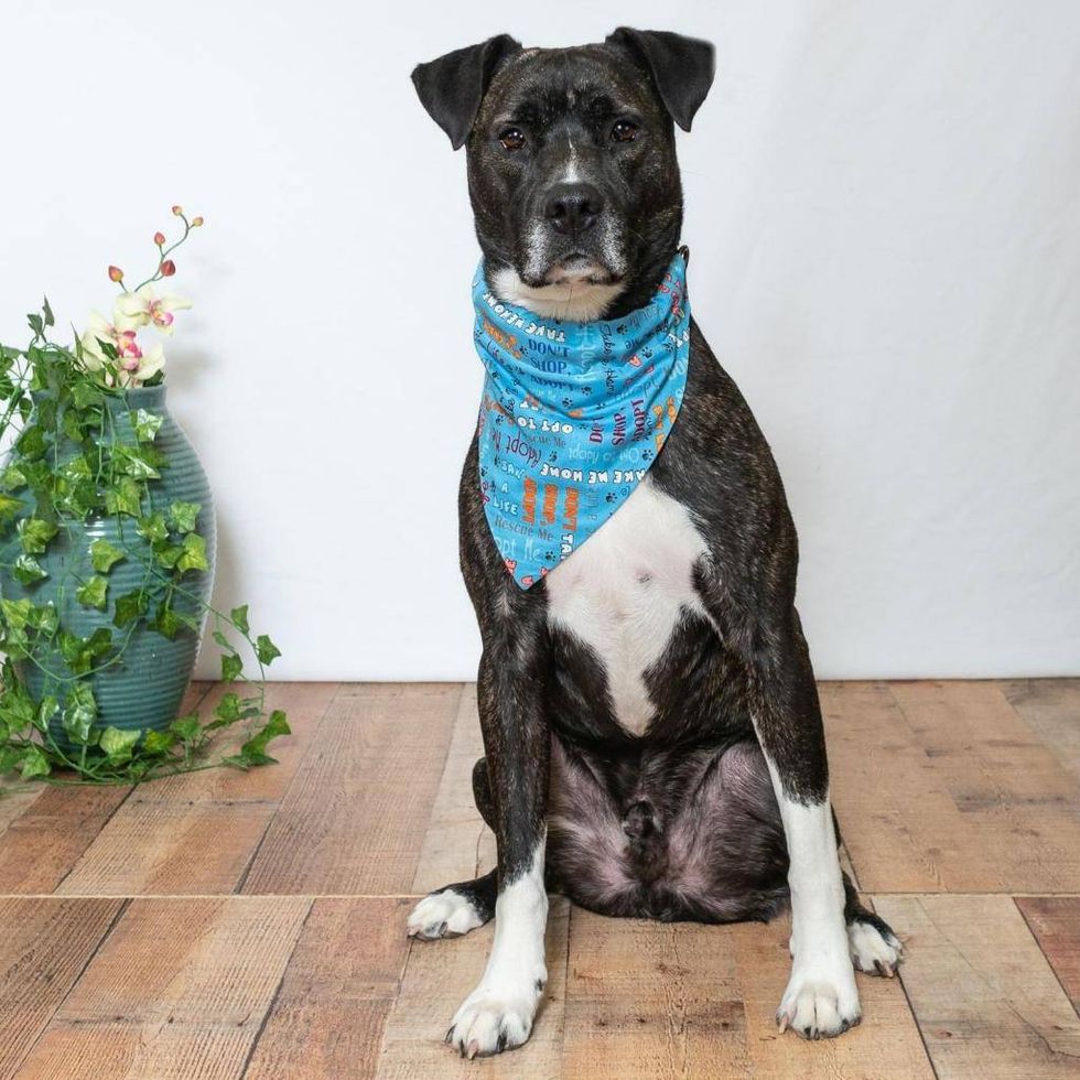 Gateway Pet Guardians