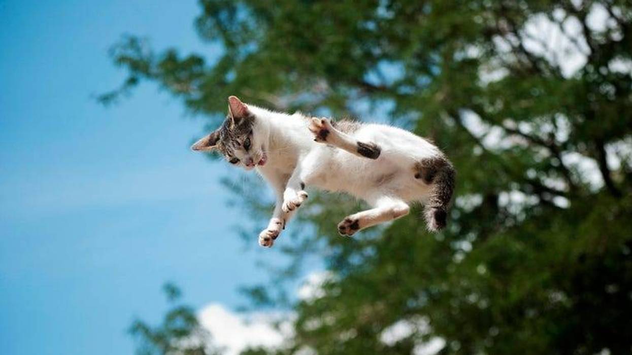 gato