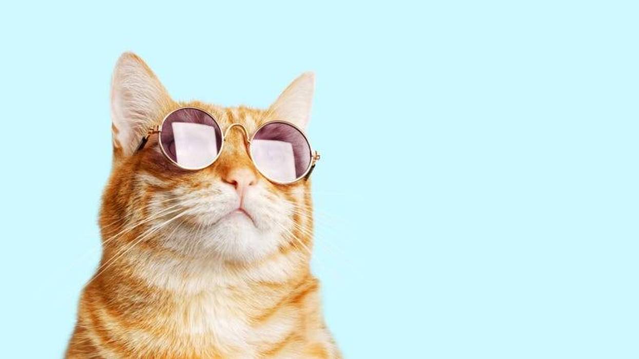 gato