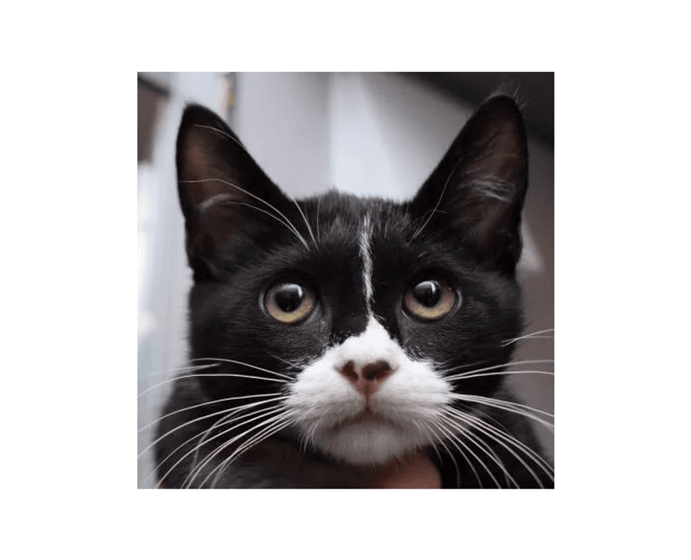gato