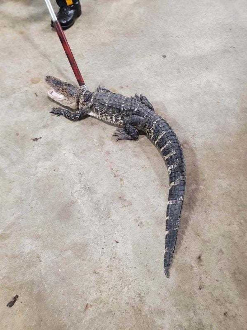 gator