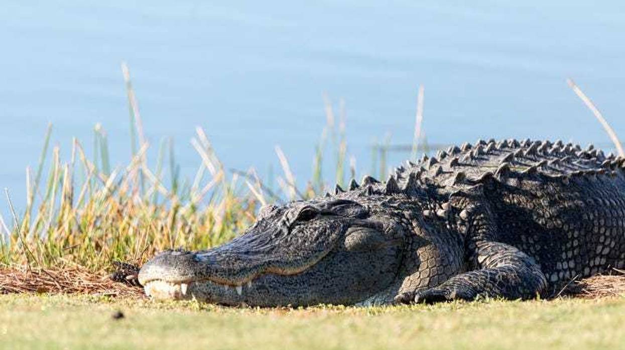 Gator