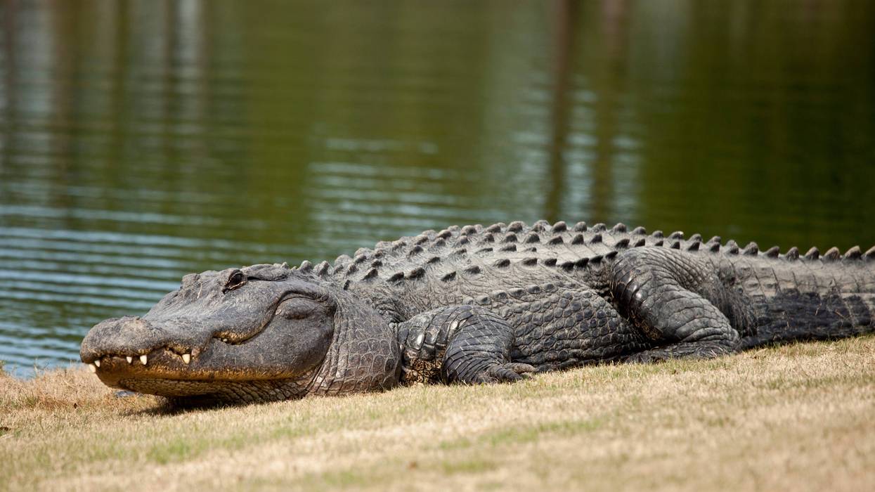 Gator