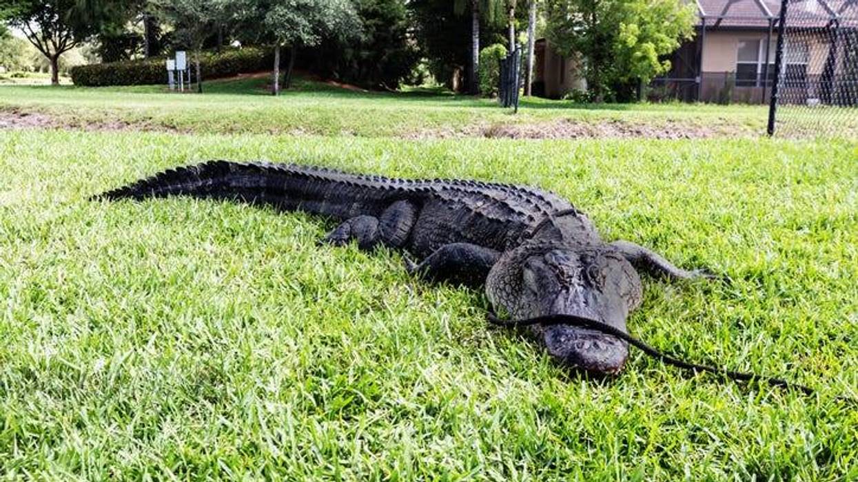 Gator