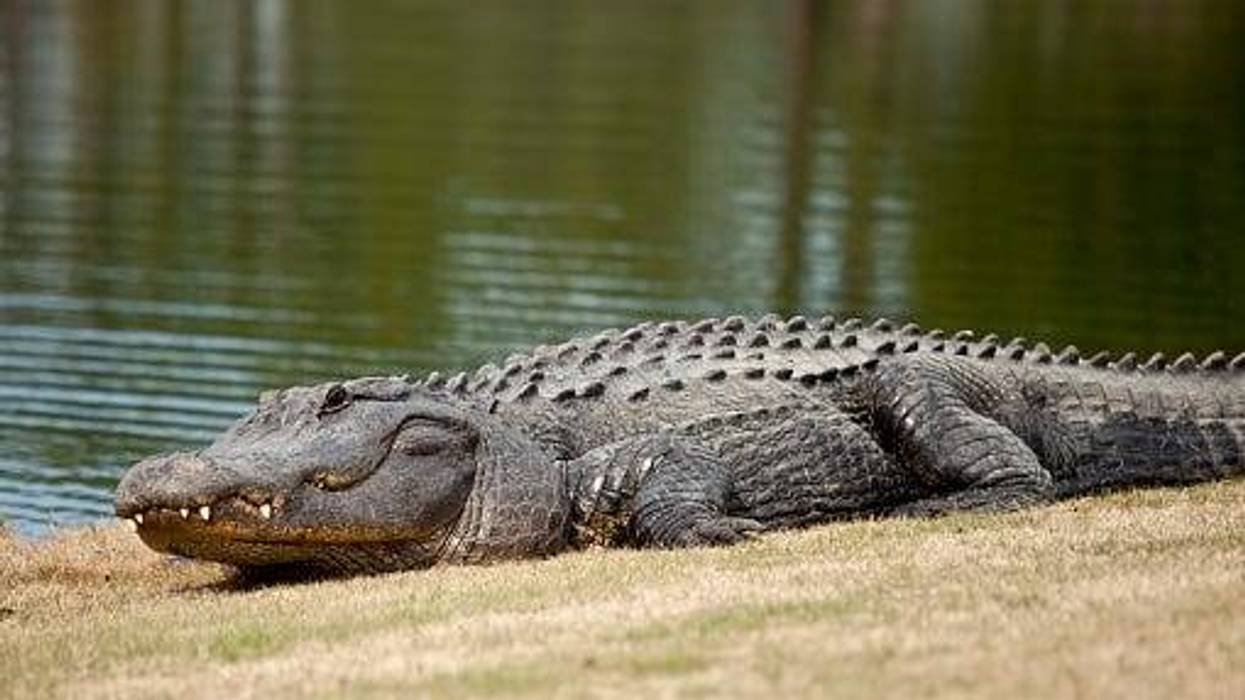 Gator